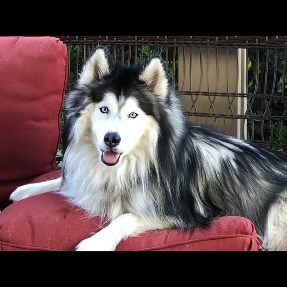 Meet your Posher, Amy - Picture 1 of 1